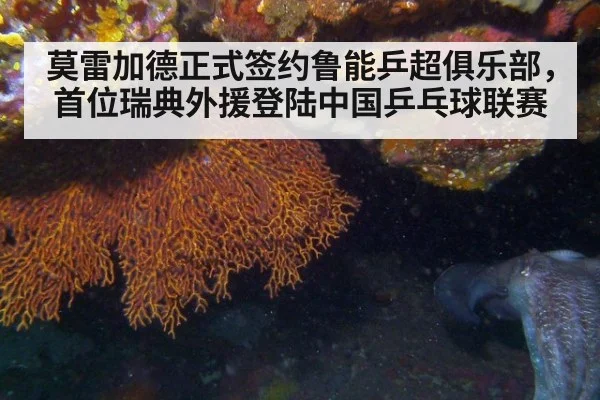 莫雷加德正式签约鲁能乒超俱乐部，首位瑞典外援登陆中国乒乓球联赛